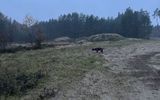 Zdjęcie komentarza