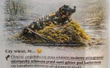 Zdjęcie komentarza